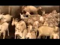 Goat Farming ~ එළු පාලනය - 2/4