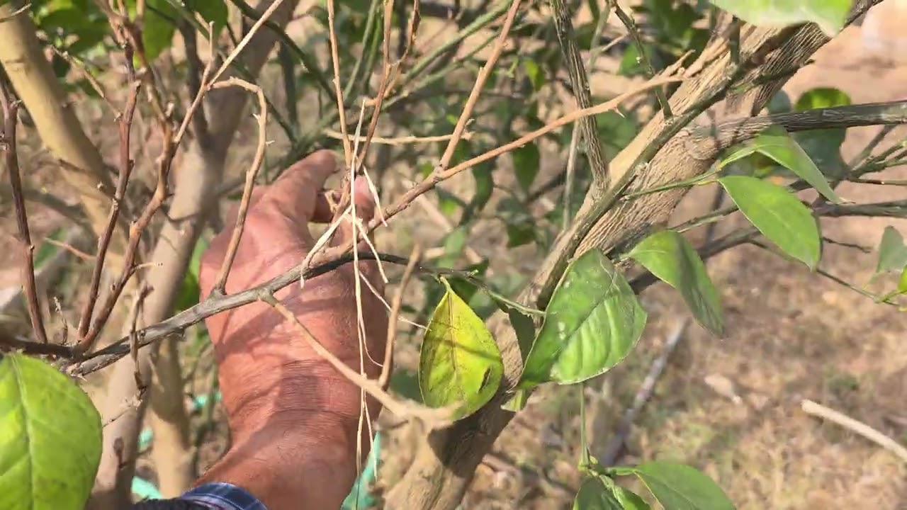 Pruning of Citrus Orchard in Pothwar Region -  Prune and Train to Grow.