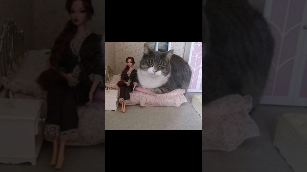Cats in places they shouldn’t be (simple edit) #cats #catshorts #reels