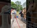 What Is This Alpaca About To Do? 😂🐴