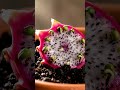 Crazy Dragon Fruit Growing Method