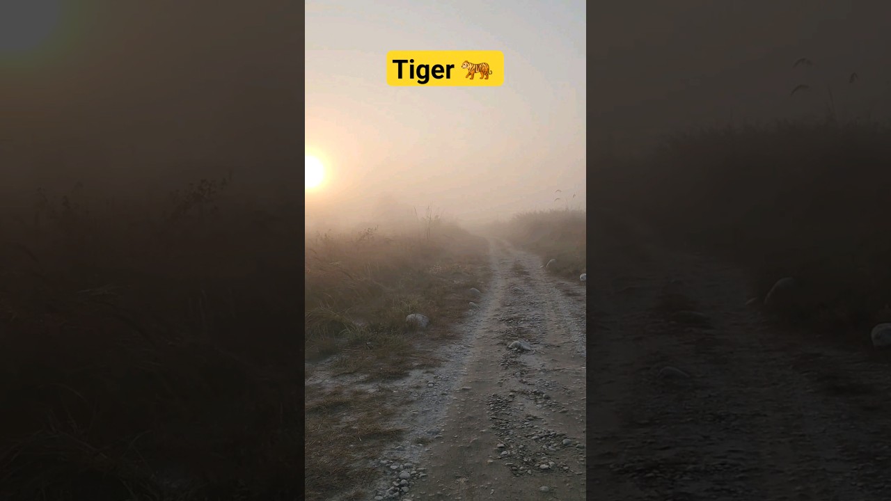 tiger killed a man in jim corbett national park | jim corbett vlog 