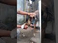 German dog shepherd hand shake #doglover #shorts