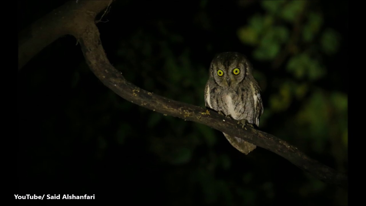 بومة الاشجار العربية Arabian Scops Owl 