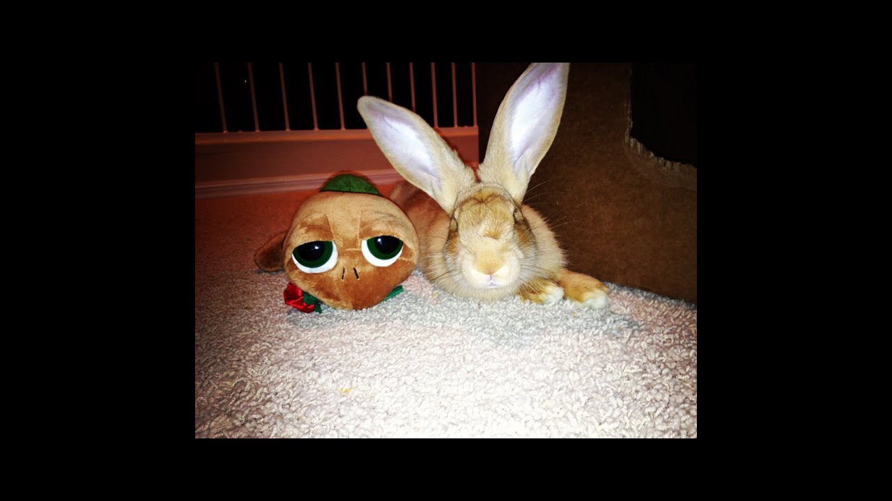 Pet rabbit care - YouTube