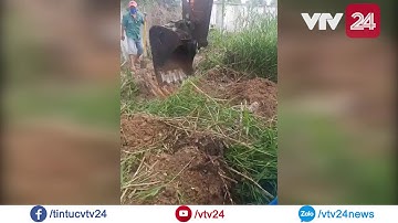 Thực hư chuyện phát hiện 300 xác thai nhi trong nhà máy rác Cà Mau | VTV24