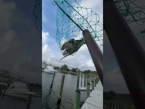 Catching Blue Crabs — Chincoteague Bay / Ocean City MD Catching Blue Crabs — Chincoteague Bay / Ocean City MD