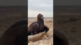 Golden Eagle vs Fox π¦
π¦ | Epic Wildlife Encounter! #Shorts Golden Eagle vs Fox π¦
π¦ | Epic Wildlife Encounter! #Shorts