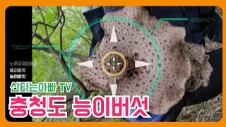 능이버섯 충청북도 능이버섯 산행 by 산타는 아빠 TV 5,106 views 1 year ago 12 minutes, 17 seconds