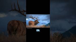 10 Animals start with E