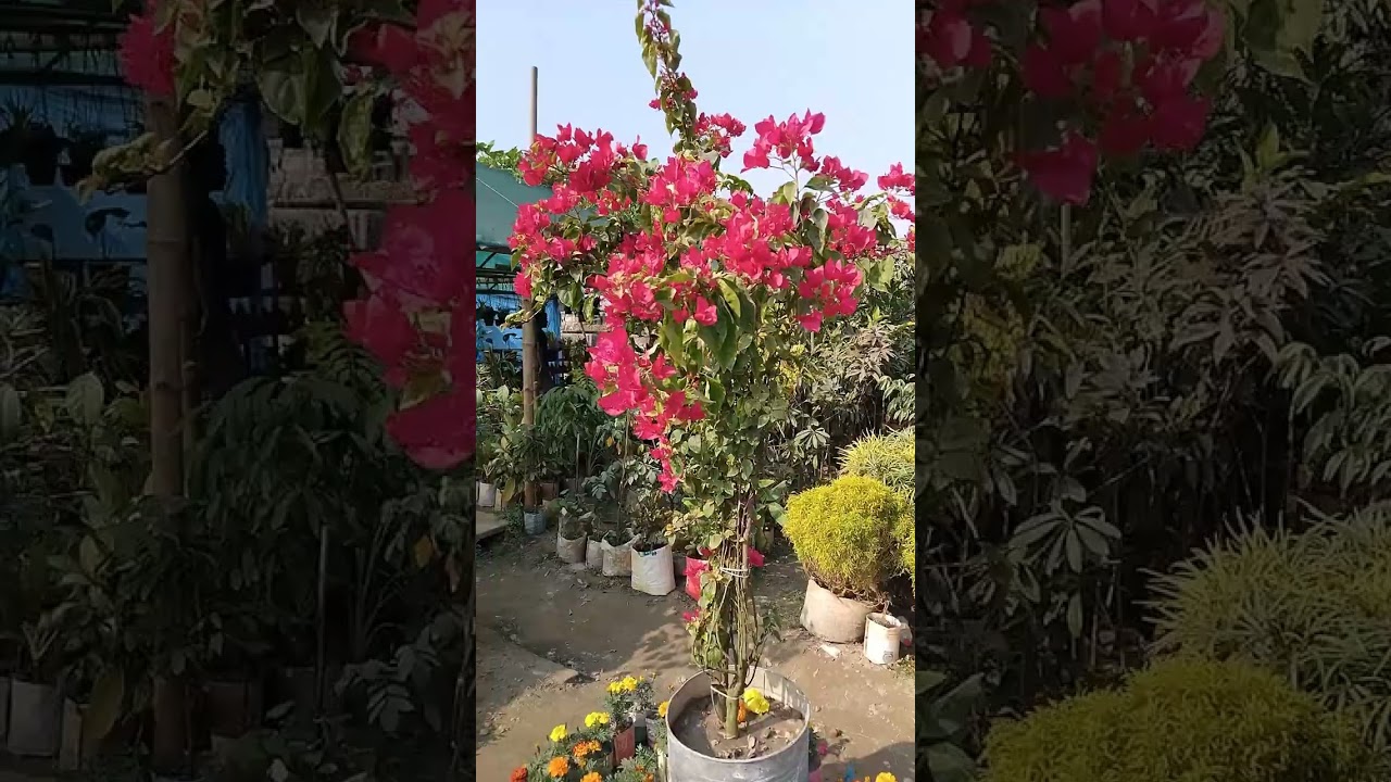  কুরআনে বর্ণিত বিভিন্ন নবী–রাসূলদের দোয়া |