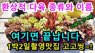 다육이  다나와! 다육종류와이름 궁금하세요? 지금부터 시작합니다.1박2일 촬영지맛집소개,담양꽃빛다육농장,매혹의소인가 매혹의 창인가 .succulent plant 多肉植物