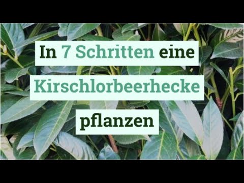 In 7 Schritten eine Kirschlorbeerhecke pflanzen