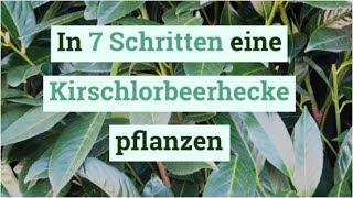 In 7 Schritten eine Kirschlorbeerhecke pflanzen - YouTube