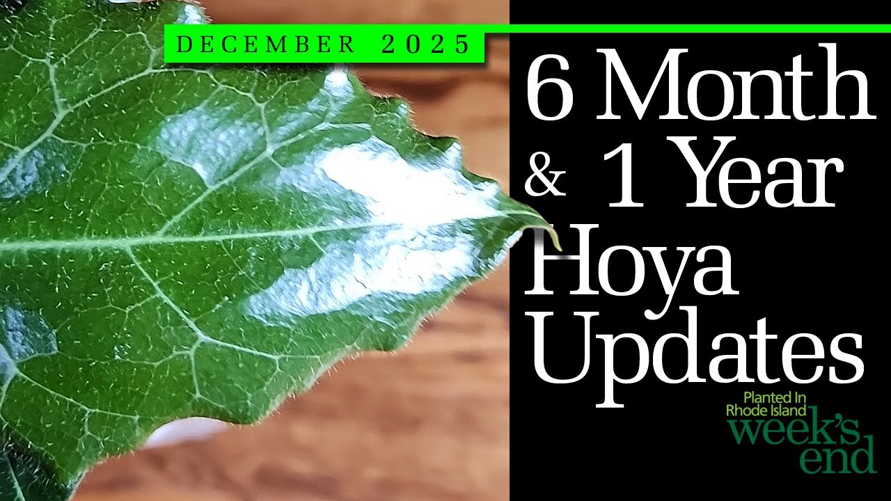 6 MONTH & 1 YEAR HOYA UPDATES | Hoya versteegii, Dischidia GPS-88, Hoya piestolepis And More!