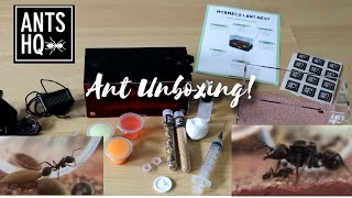 Ants HQ Unboxing & Setup (Myrmeco I Ant Nest) - Messor Barbarus by Jades Jungle 8,683 views 2 years ago 22 minutes