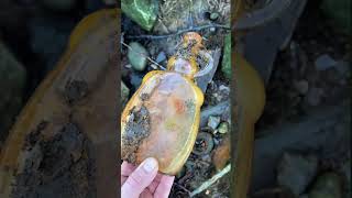 Old Amber Glass Jug Discovered on Rocky Shoreline 🍾🍾. #beachfinds #beachglass #catchandrelease