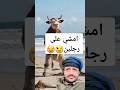 سألوا #الذكاء_الاصطناعي :كيف سيكون شكل الحيوانات لو مشت على قدمين مثل البشر؟هكذا كانت إجابته