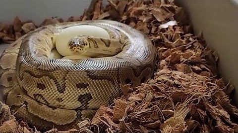 Pulling an Amazing Clutch of Ball Python Eggs. Clown, Pied and More. Bonus Footage at the end