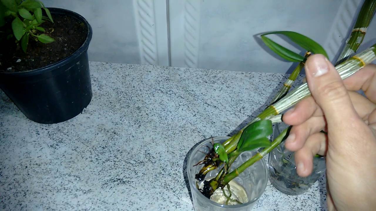 Recuperação rápida de orquídeas na água - thptnganamst.edu.vn