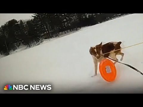 Dog helps Michigan police rescue owner from icy lake