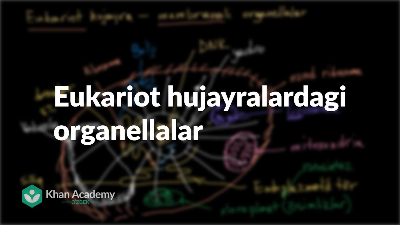 Eukariot hujayralardagi organellalar | Hujayralar | Yuqori sinf biologiyasi