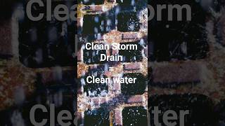 Keep Cambridge Drains Clear: Join the Storm Steward Program
