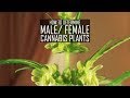 Seeds, Soil &amp; Sun: How to Grow Cannabis (#3 How To Determine Male/ Female Plants)