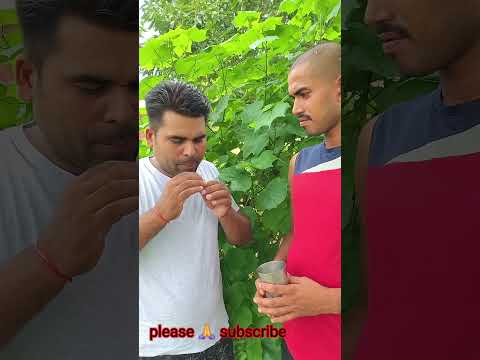 Humsafarfamily Short Video Kawan Joginiya Jadu Mp3 Song