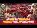 INFO HARGA BIBIT BAWANG MERAH PROBOLINGGO MEROKET BOSKUU