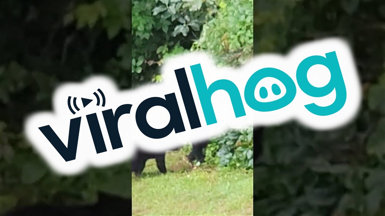 Bear Cub Disappointed By Wrestling Outcome || ViralHog