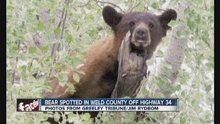 Bear spotted in Weld County off Hwy 34
