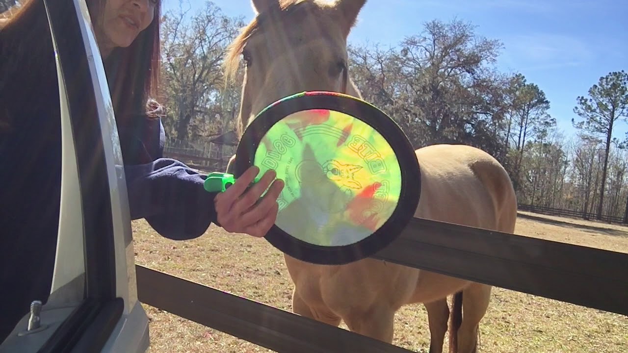 Quality Bonding Time With Your Horses