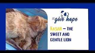 Kasar – the sweet and gentle lion