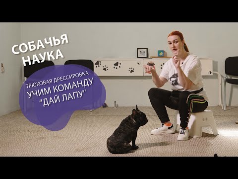 Дрессировка щенка: Трюки! Команда "Дай Лапу".