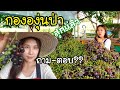 เก็บองุ่นป่ารอบสุดท้าย กองใหญ่มาก/EP.184/ตอบคำถาม? ที่ถามเข้ามาบ่อย/สะใภ้เกาหลี by Korean