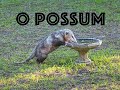 O POSSUM (a song) — lyrics below