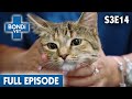 😿 Cat Has Headache | FULL EPISODE | S03E14 | Bondi Vet