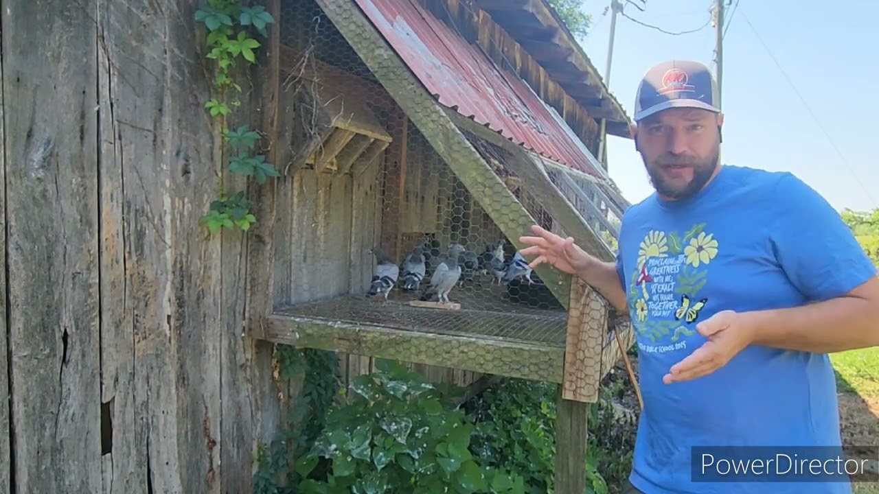 Racing Pigeon Trap Training Day 1