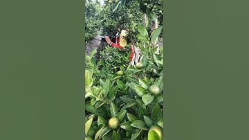 Quất Cảnh Tết 2021