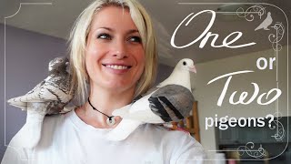 Is it ok to have one pet pigeon?