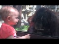 Orangutan kisses baby girl through glass at Toledo Zoo