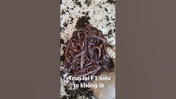 Trùn lai F1 siêu to khổng lồ tại SW Farm Ninh Thuận 2022