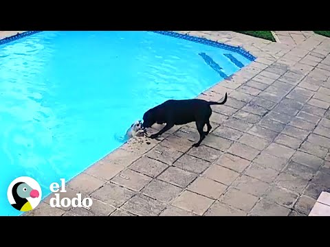 Video: ¡Tiny Chihuahua ayuda a su gran amigo perro a ser secuestrado!