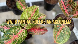 It is mandatory to monitor the Aglonema collection.