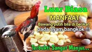 6 Manfaat bawang putih untuk ayam Bangkok || Di jamin sangat manjur !!!