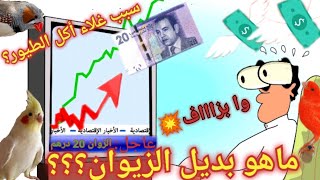 ما هو بديل الزيوان؟ سبب غلاء أكل طيور الزينة بالمغرب؟ 2022 الحقيقة المرة😱