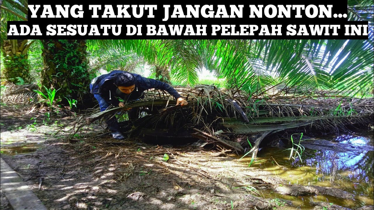 Bikin Merinding... Ternyata Mahluk Ini Yang Bersembunyi Dibawah Pelepah Sawit... Mancing Belut Besar