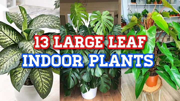 13 Indoor Stylish Plants with Big Leaves | Big Leaf Indoor Plants | That Garden Girl