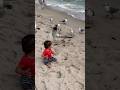 Seagulls attack baby and steal food shorts baby funny seagull